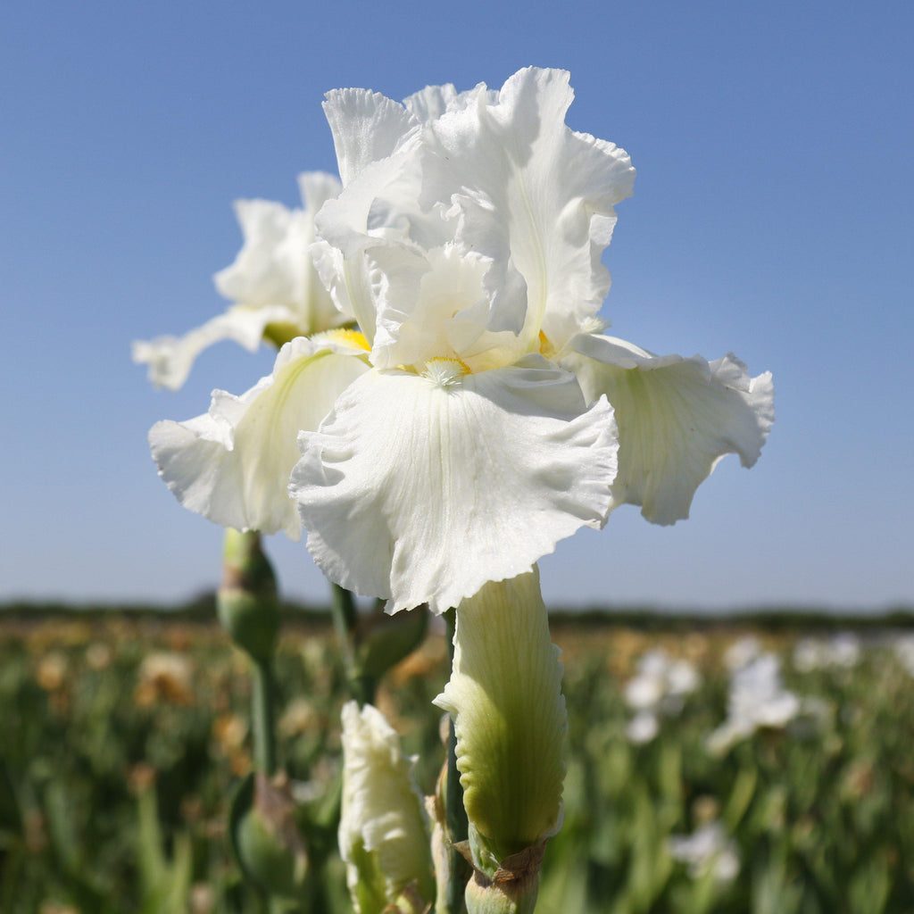 Best Bet Reblooming German Iris Plants